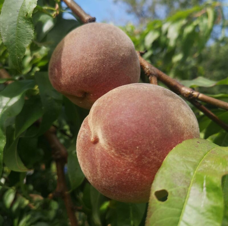 Pêche Reine des vergers