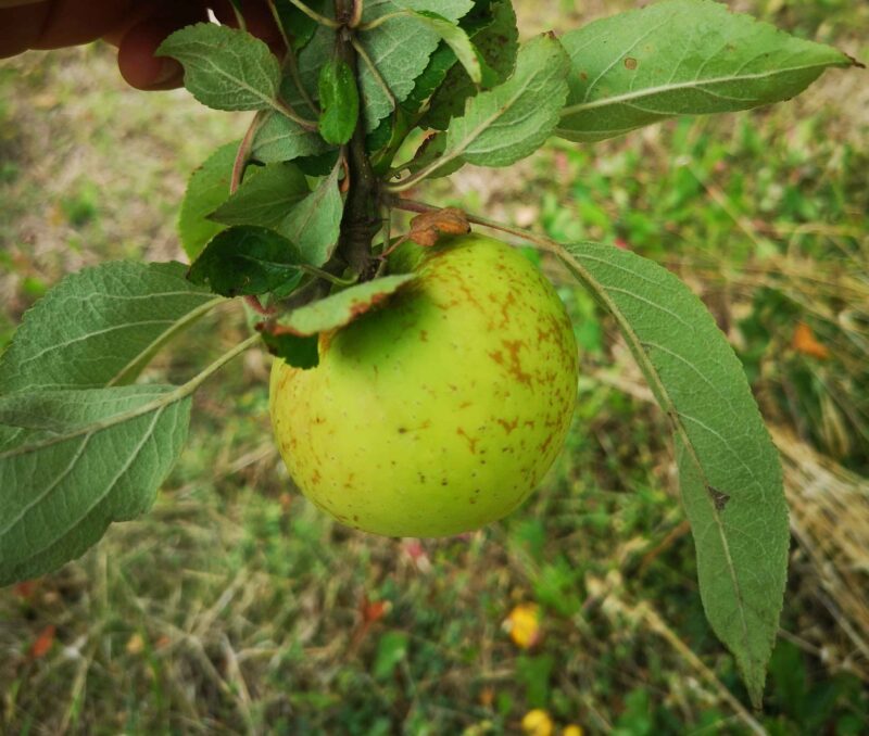 Pomme Cinq côtes de Charente