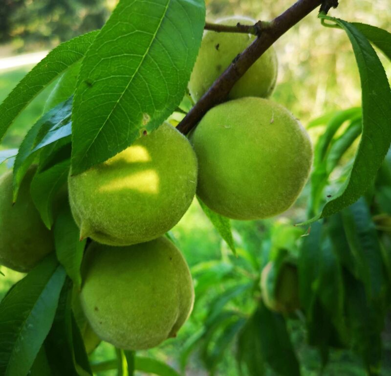 Pêche Colombine