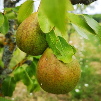 Poire Beurré superfin