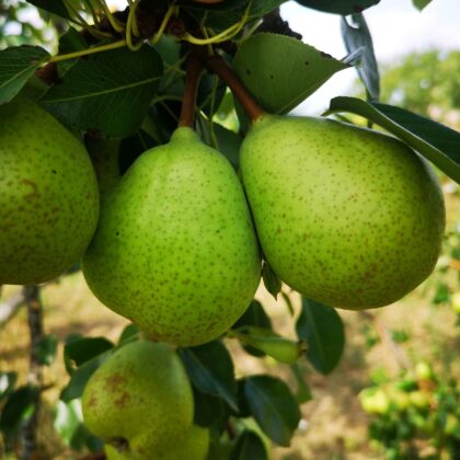 Poire Citron