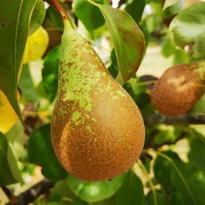 Poire Conférence