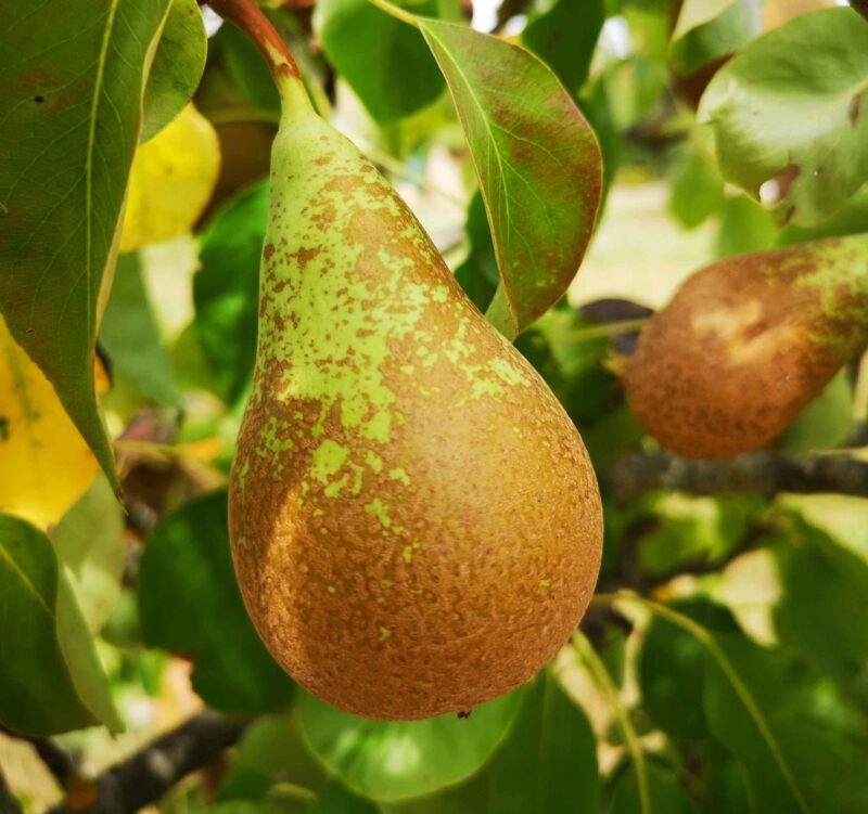 Poire Conférence