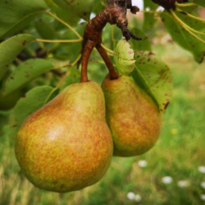 Poire William jaune