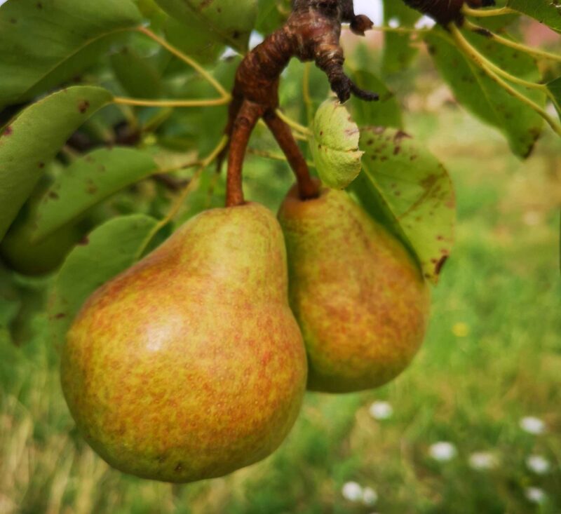 Poire William jaune