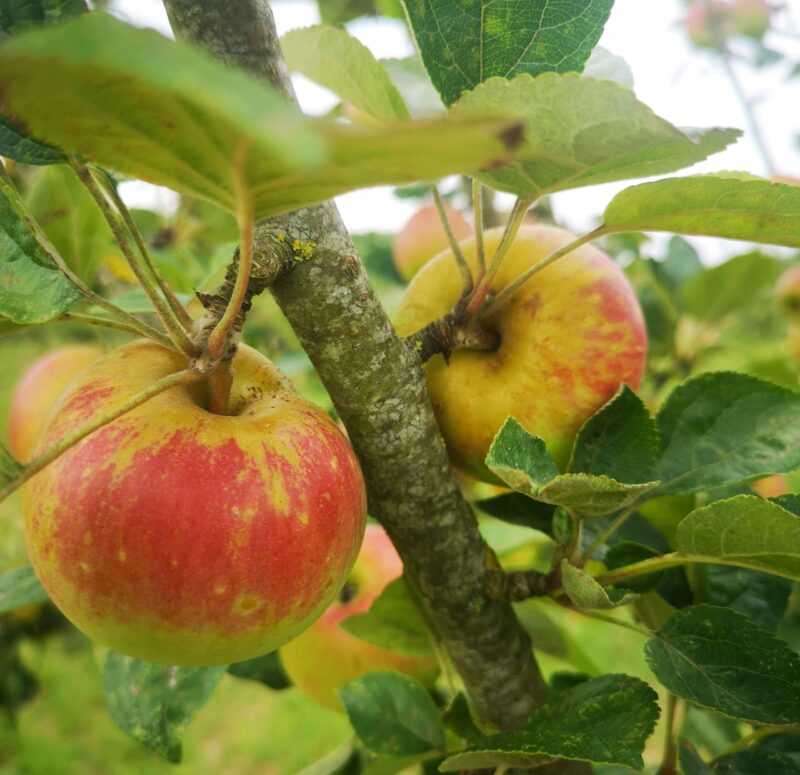 Pomme Boulonneix