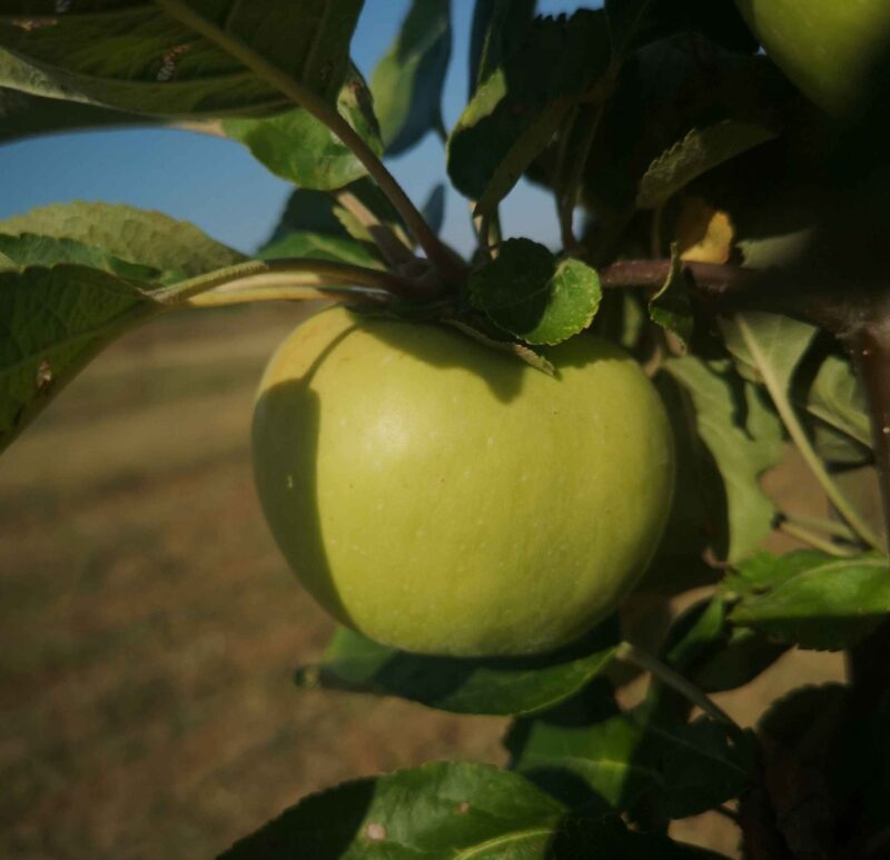 Pomme Calville blanche d'hiver