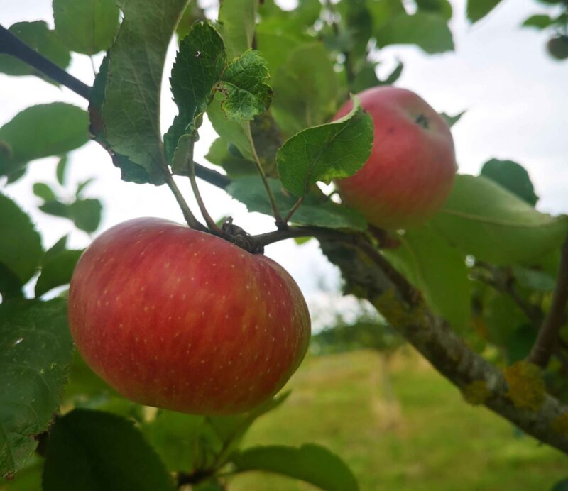 Pomme Calville rouge de Charente ou Caramile