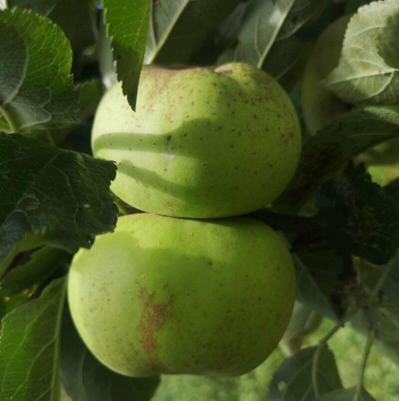 Pomme Reinette blanche du Canada