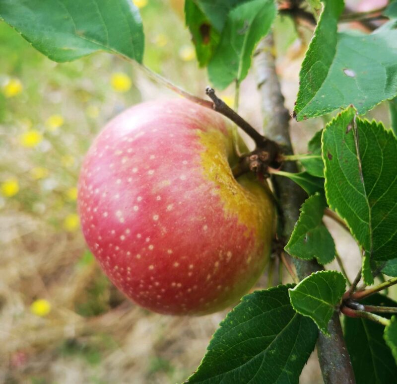 Pomme Court pendu rouge