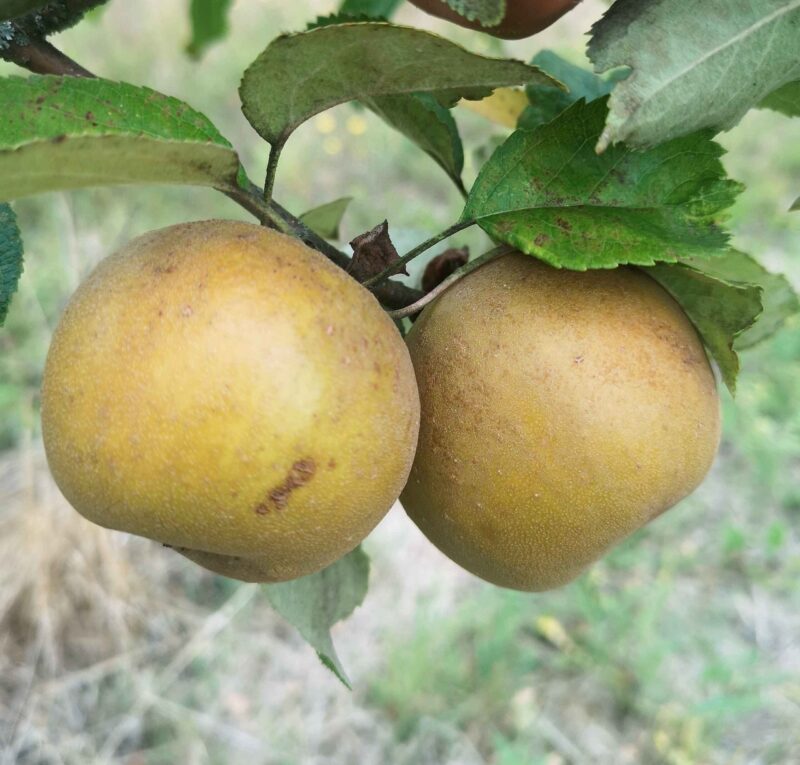 Pomme Fenouillet Aubert