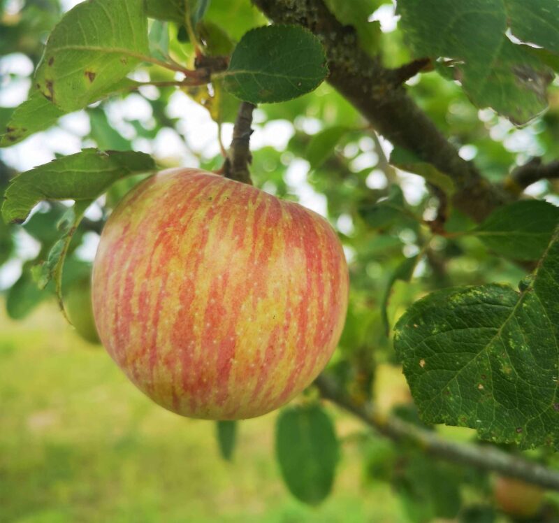 Pomme Jolibois