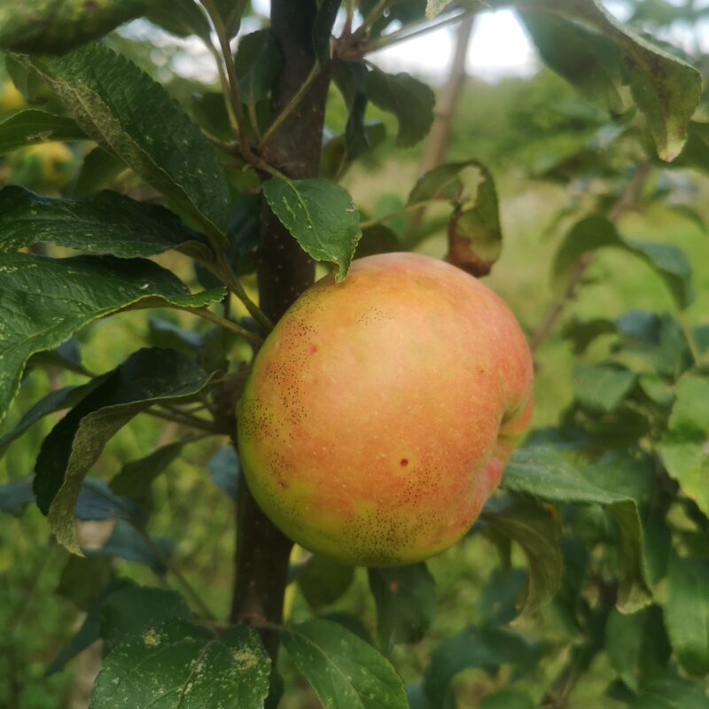 Pomme la douce