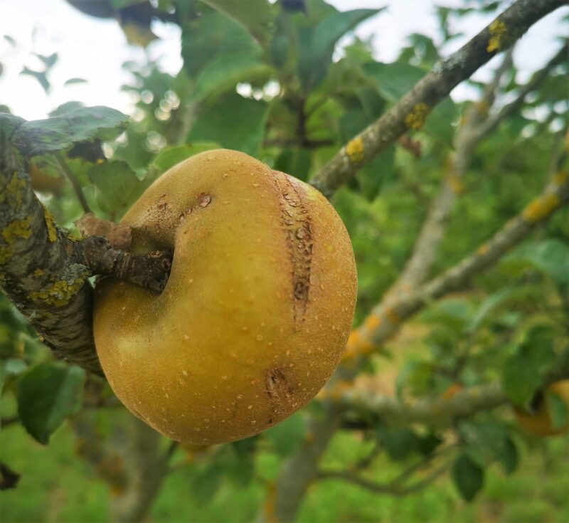 Pomme Patte de loup