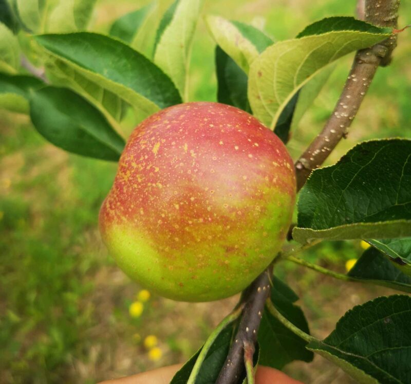 Pomme Reinette d'Armorique