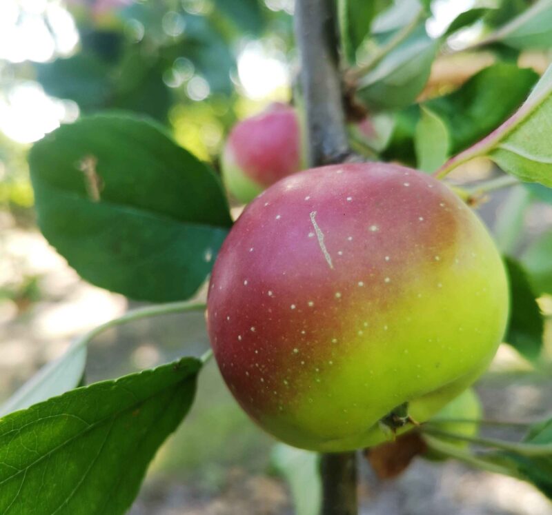 Pomme Rose de Benauge ou Pomme de Cadillac