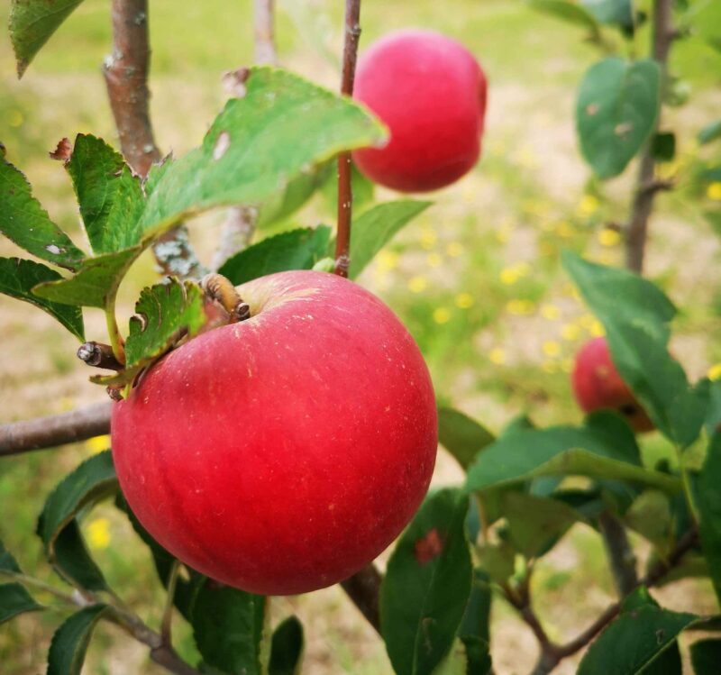 Pomme Rose de Hollande