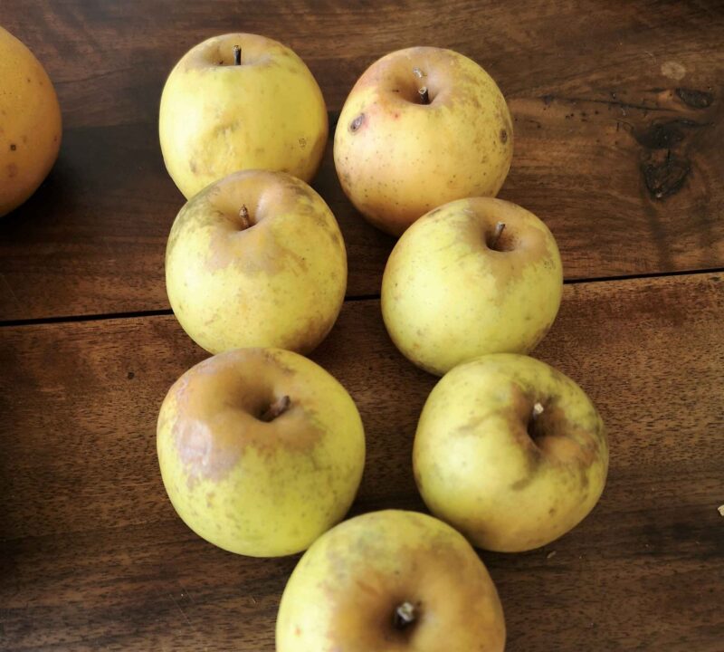 Pomme Sainte Germaine, Reinette de Brive, De l'Estre