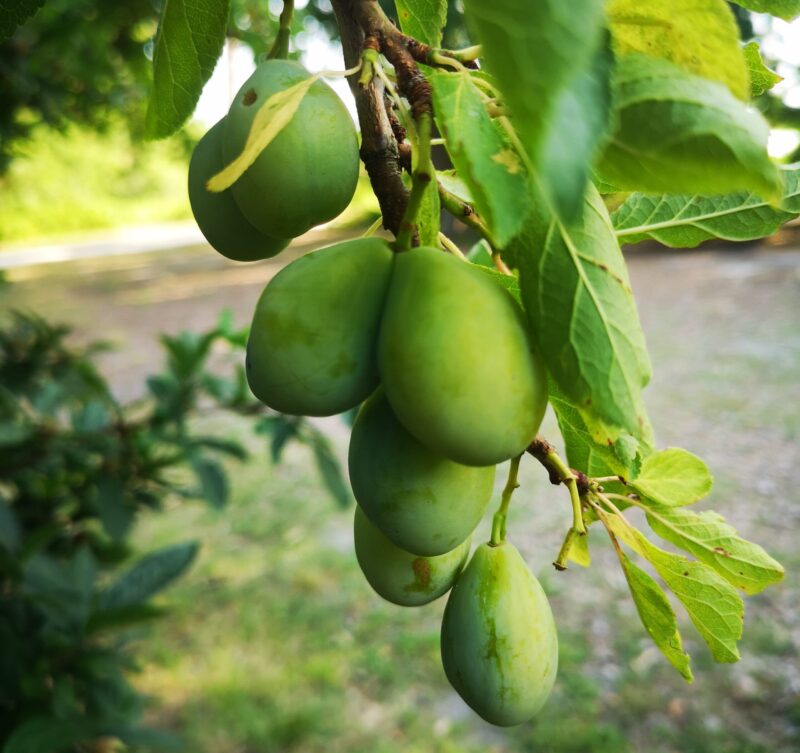 Prune Goutte d'Or