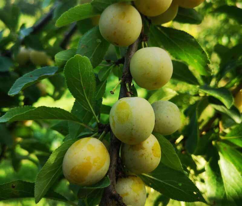 Prune Mirabelle de Nancy