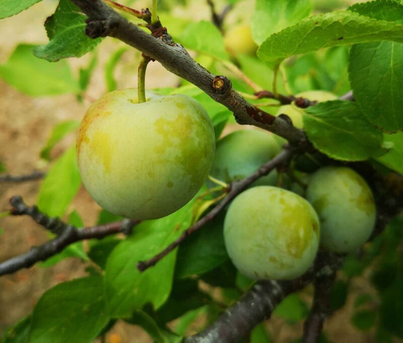 Prune Reine Claude Dorée