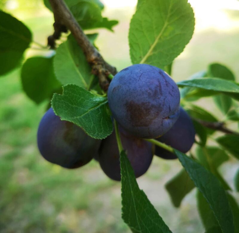 Prune Saint-Antonin